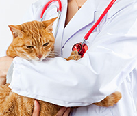 獣医学―あらゆる動物の診療と治療